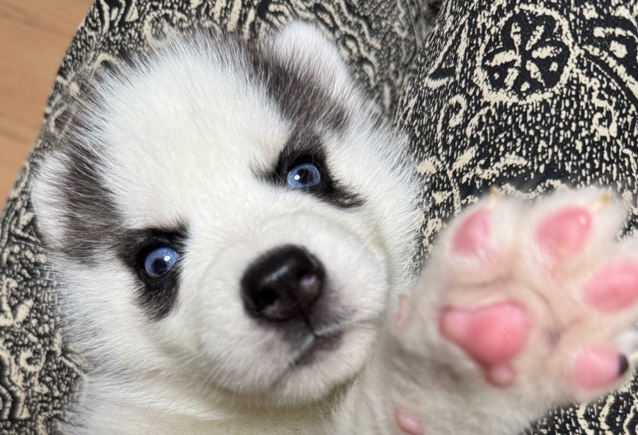 シベリアンハスキー 子犬販売